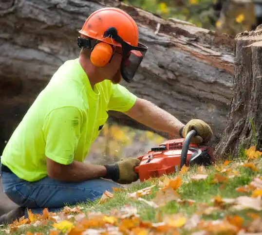 tree services Tonawanda